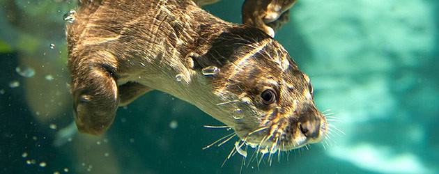 Otters Oasis