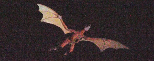 Walt Disney World debuts flying dragon over the Magic Kingdom to celebrate grand opening of New Fantasyland Walt Disney World debuts flying dragon over the Magic Kingdom to celebrate grand opening of New Fantasyland