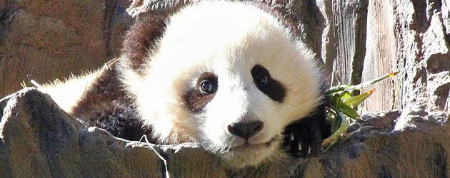 A grand debut for Xiao Liwu, the new baby panda cub that’s a cute “Little Gift” for the San Diego Zoo, not far from Disneyland A grand debut for Xiao Liwu, the new baby panda cub that’s a cute “Little Gift” for the San Diego Zoo, not far from Disneyland