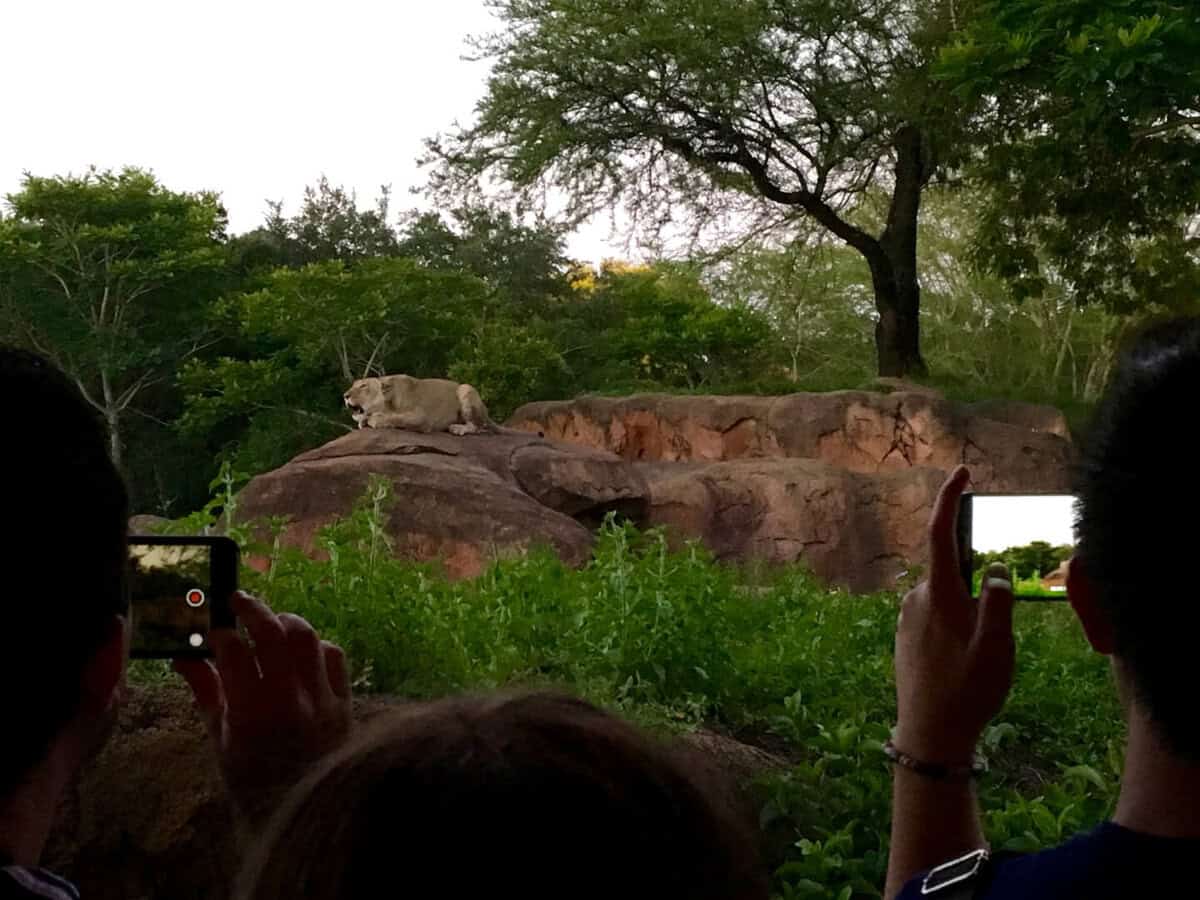 VIDEO: Lions ROAR during recent Kilimanjaro Safaris nighttime tour at