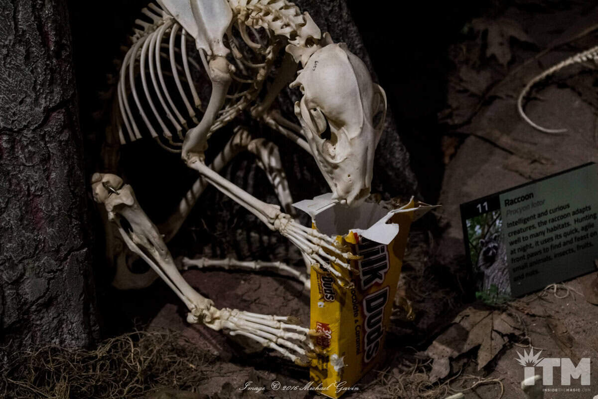 PHOTOS: Animal Skeletons take center stage at I-Drive 360 museum