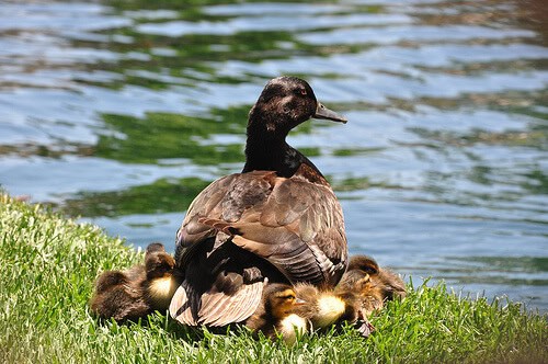 Ducks in the Rivers of America
