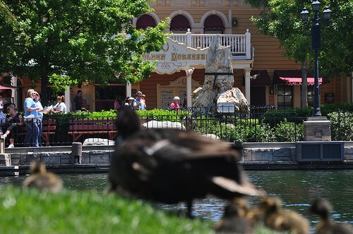 Ducks in the Rivers of America