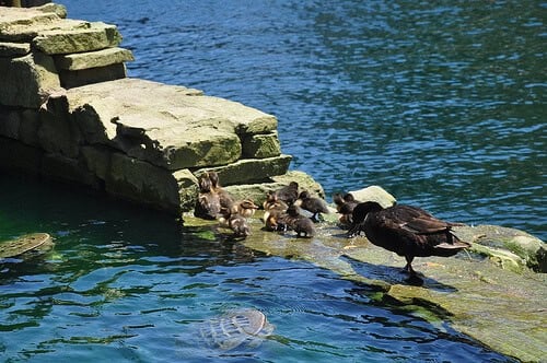 Ducks in the Rivers of America