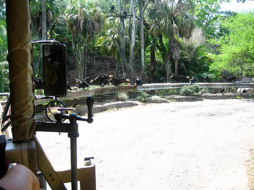 Birds dry their wings on Kilimanjaro Safaris