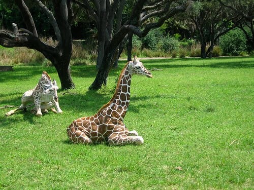 Baby giraffes on Kilimanjaro Safaris