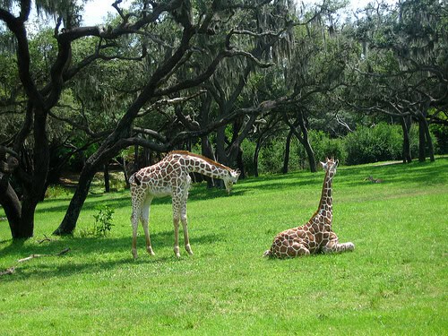 Baby giraffes on Kilimanjaro Safaris