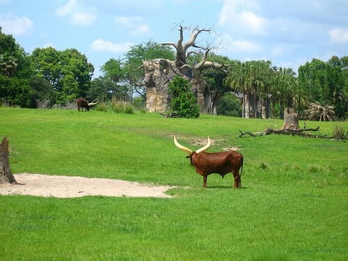 Kilimanjaro Safaris