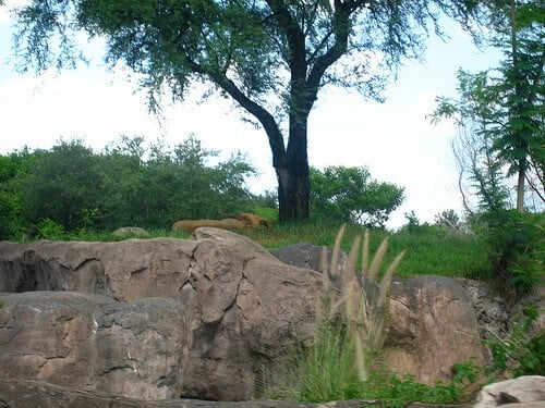 Lion on Kilimanjaro Safaris
