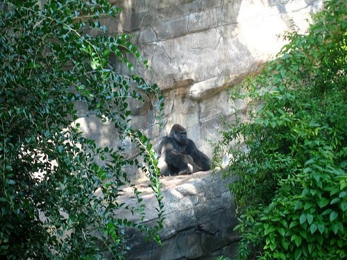 Gorilla sitting contently on the Pangani Forest Exploration Trail
