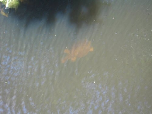 Turtle under the water