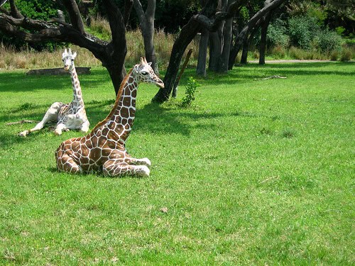 Baby giraffes on Kilimanjaro Safaris