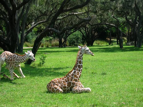 Baby giraffes on Kilimanjaro Safaris