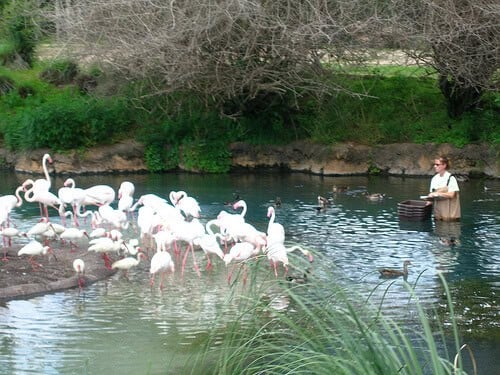 Taking notes on Flamingos on Kilimanjaro Safaris