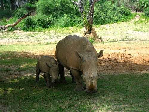 Rhino and baby rhino on Kilimanjaro Safaris