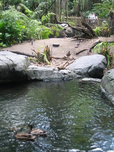 Ducks