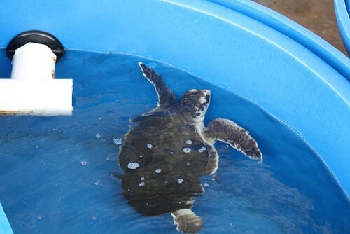 Sea Turtle Rescue