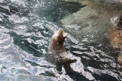 Sea Lion feeding