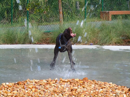 Outdoor dog park with water features