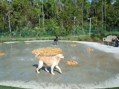 Outdoor dog park with water features