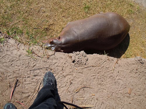 Wild Africa Trek hippo