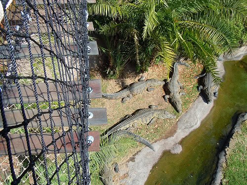 Wild Africa Trek rope bridge with crocodiles