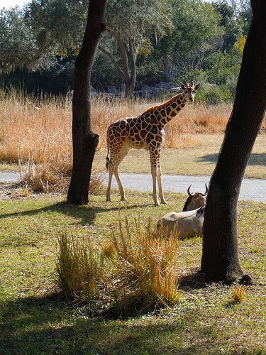 Giraffe on savannah