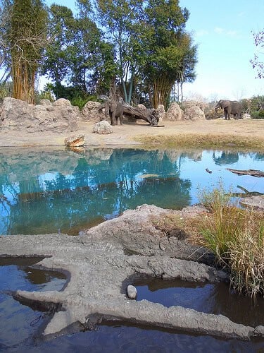 Elephant pool on savannah