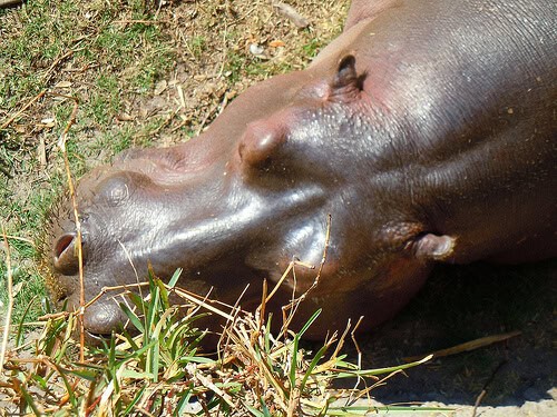 Wild Africa Trek hippo