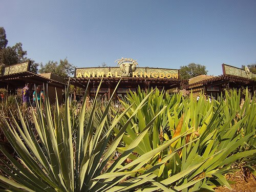 Animal Kingdom Entrance