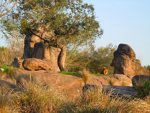 Lion