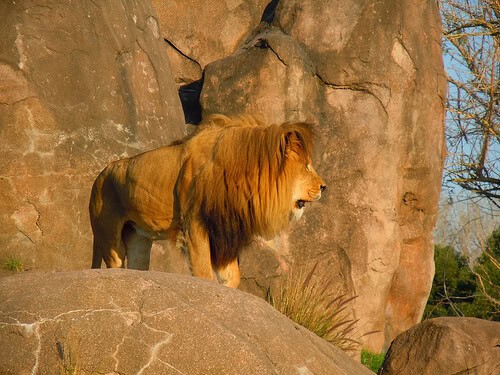 Lion
