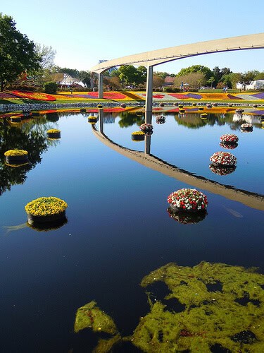 Flower beds and water