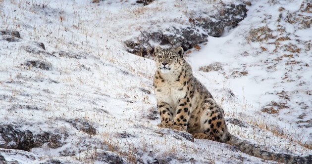 Disneynature "Born in China"