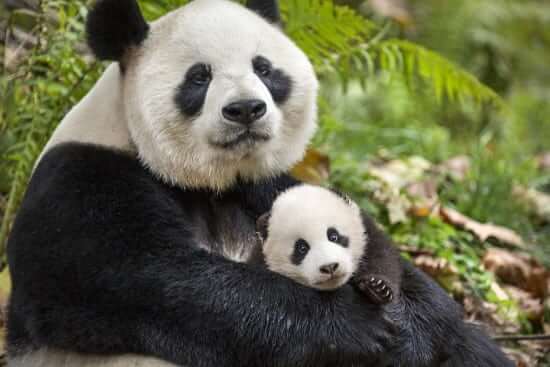 Disneynature "Born in China"