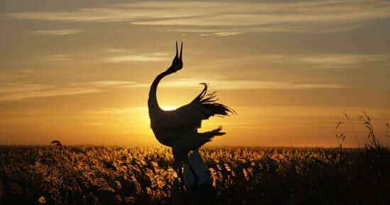 Character: Red-Crowned Cranes