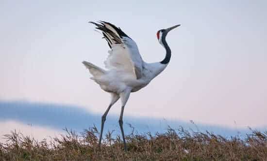 Character: Red-Crowned Cranes