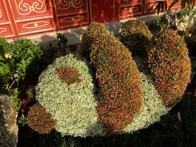 Pandas (China)